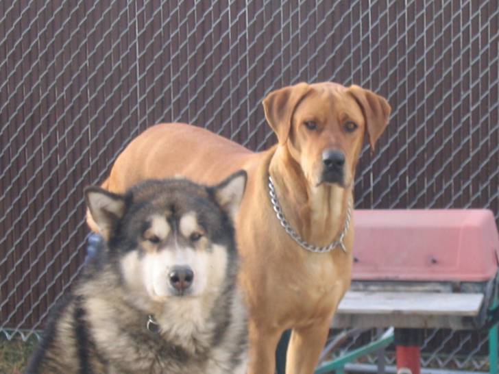 Decon and Raiden together forever buddies! - Mâle (19 ans)