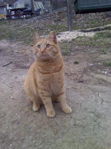 Tiger - (5 ans)