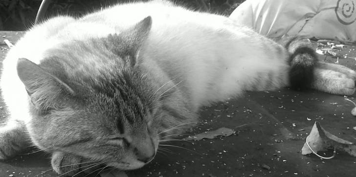 lola - (3 ans)