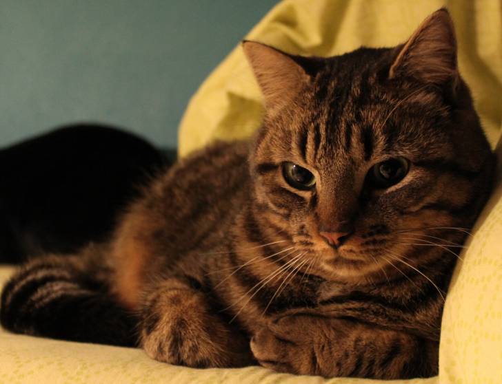Kira - Mâle (2 ans)