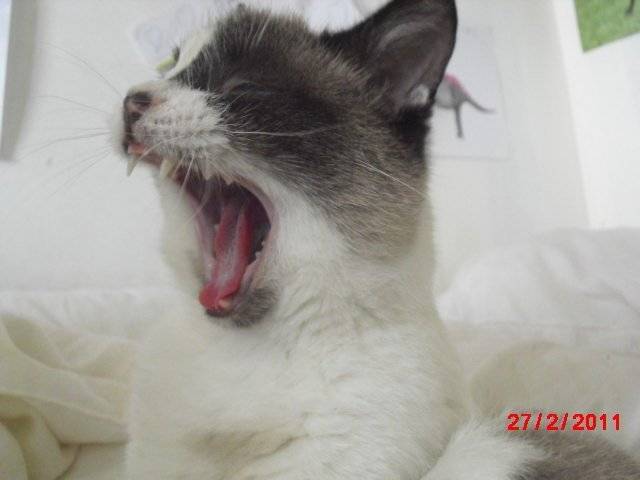 minout - Mâle (2 ans)