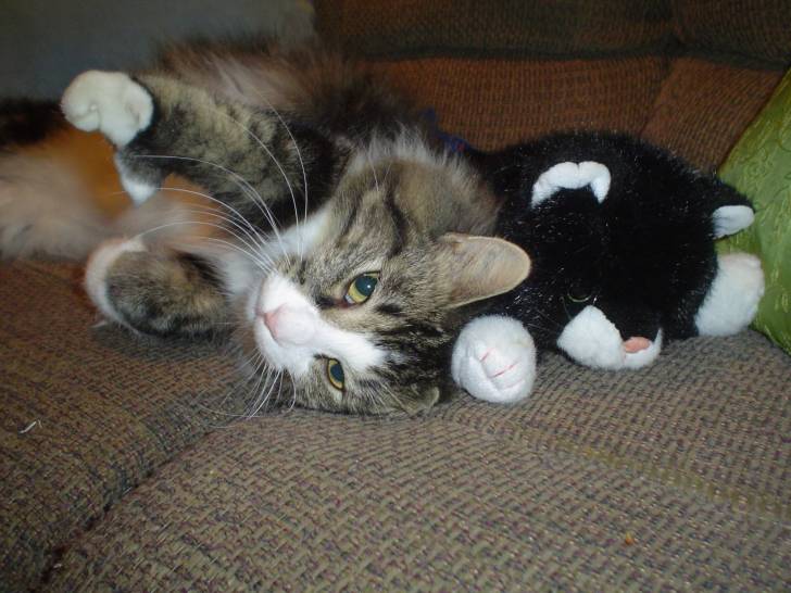 Kit-Cat - Mâle (1 an)