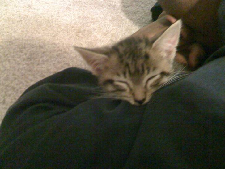 Toby - Mâle (1 mois)