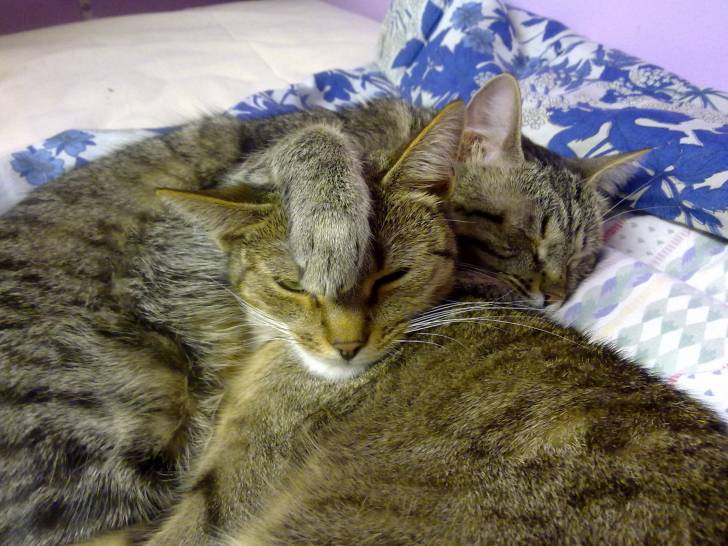 Enni and Kira - (4 ans)