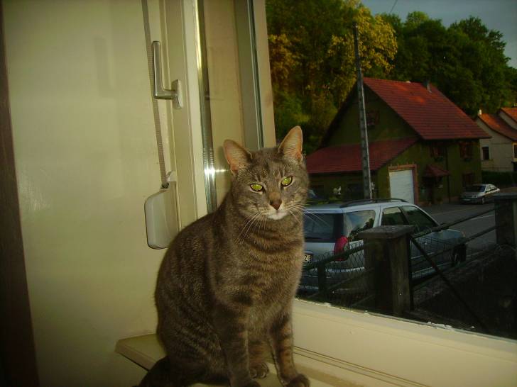Nitro - Mâle (4 ans)