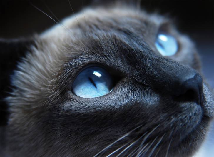 Cat - (5 ans)