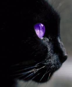 RAven - Mâle (3 mois)
