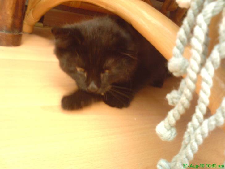 Bonnie - (6 mois)
