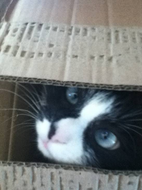 My cat - (3 ans)