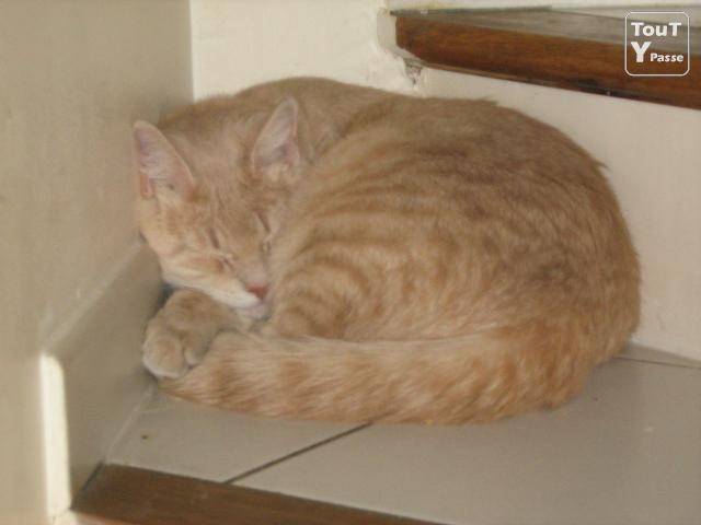 Rochel - Mâle (9 ans)