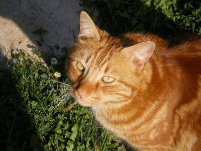 Rochel - Mâle (9 ans)