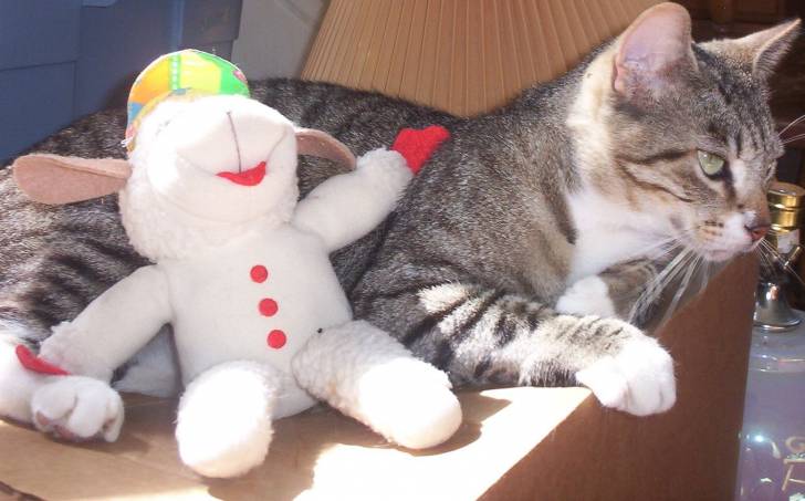 Cody - Mâle (7 ans)
