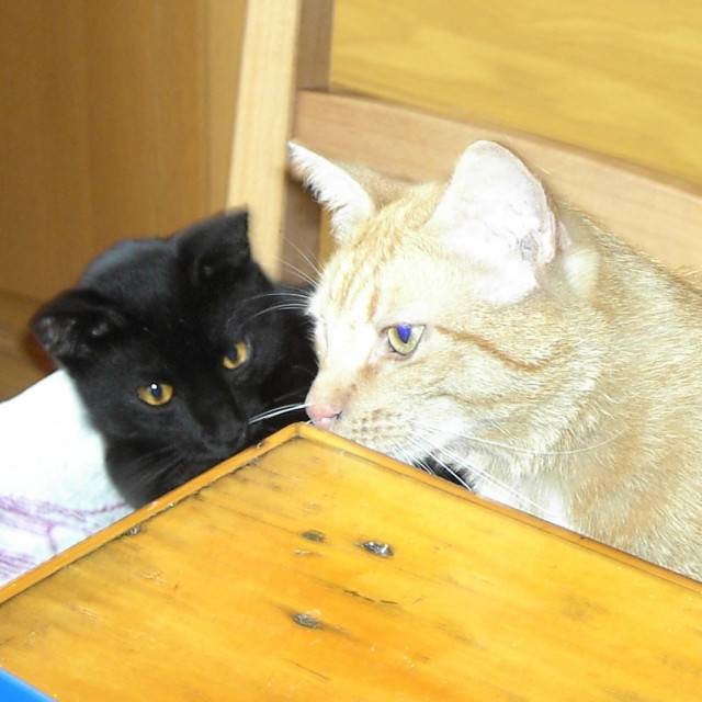 Kiero et loulou - Mâle (1 an)