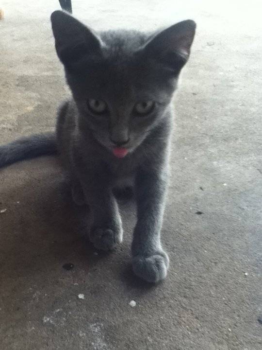 Gray - (5 mois)