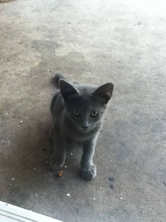 Gray - (5 mois)