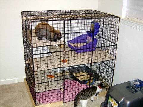 Mocha + Tiger - Mâle (11 mois)
