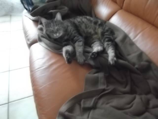Chipie - (14 ans)