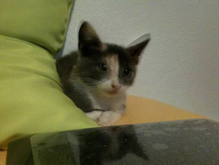 Monia -