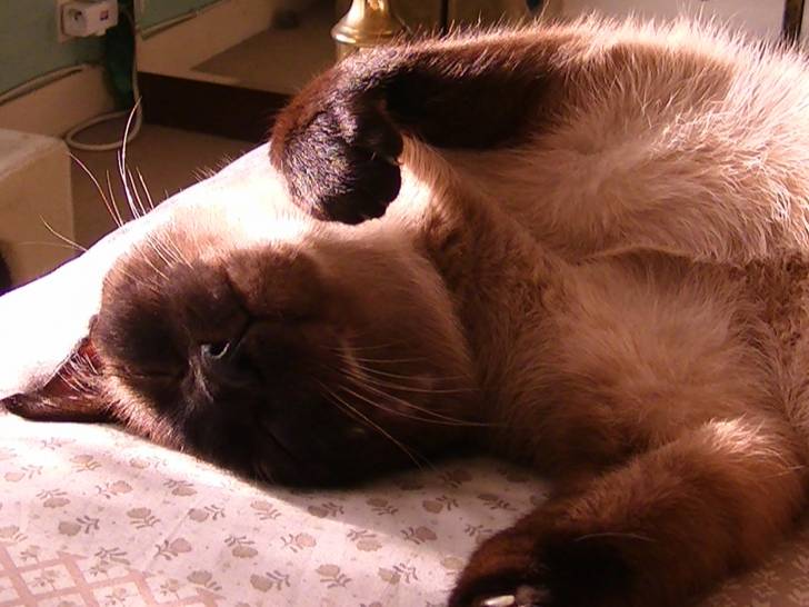 CANAILLOU - Mâle (12 ans)
