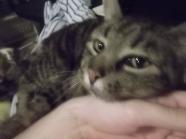 Chipie - (14 ans)