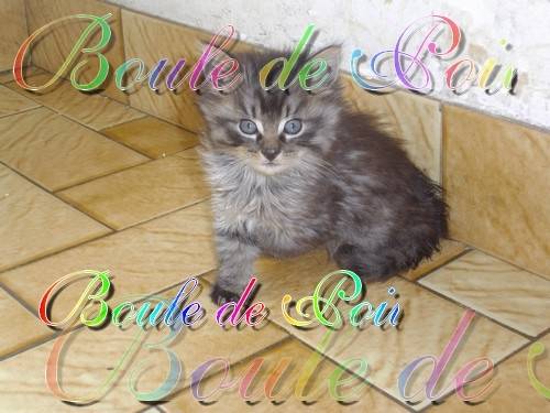 Boule de Poil - Mâle (10 mois)