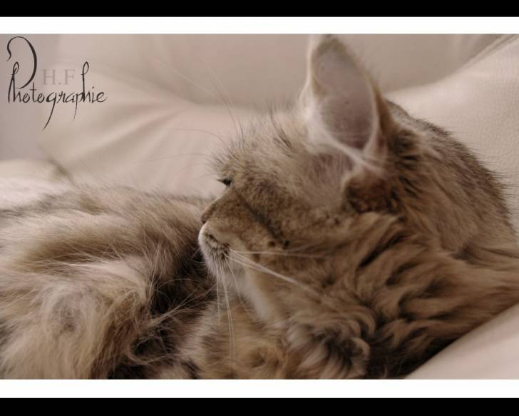 Ninou - (3 ans)