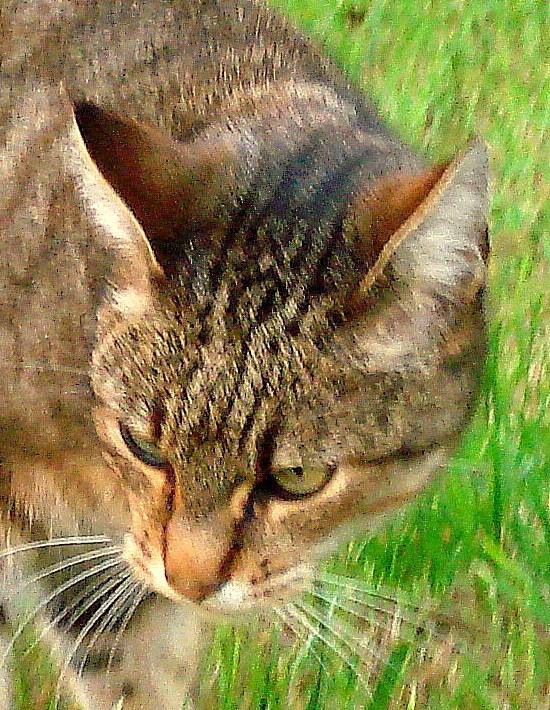 Filou - Mâle (5 ans)