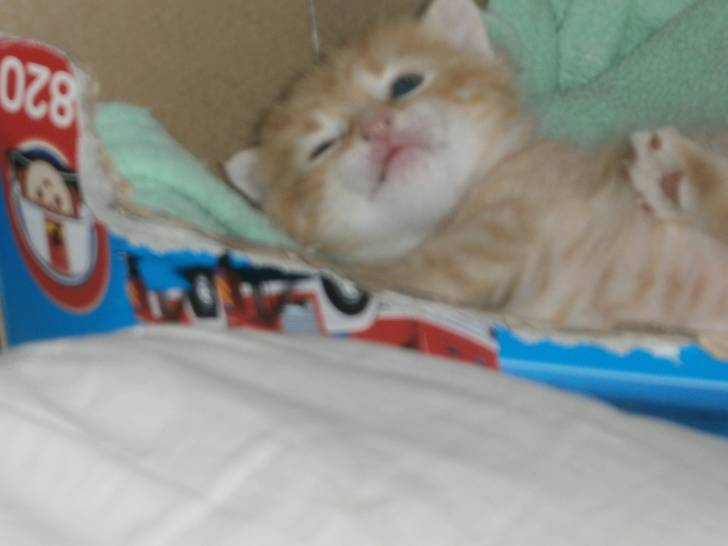 gizmo - Mâle (1 mois)