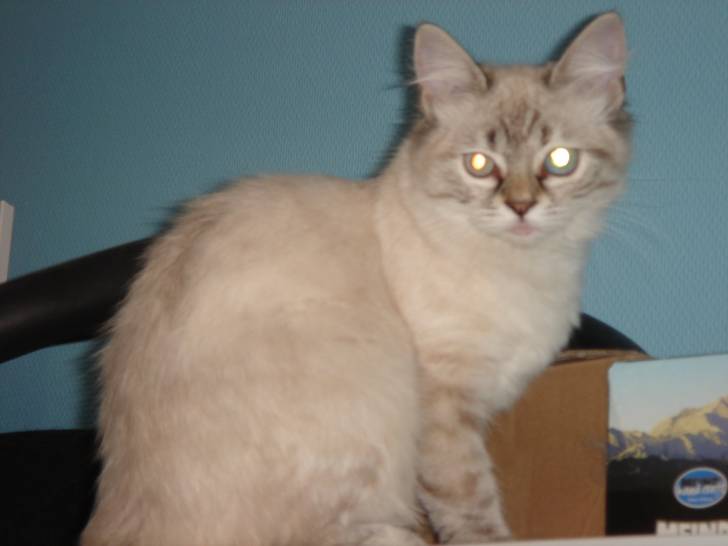 Crevette - (6 ans)