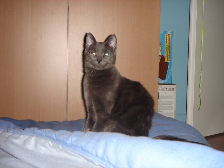 Cobalt - Mâle (5 ans)
