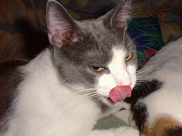 Piggy - Mâle (8 ans)