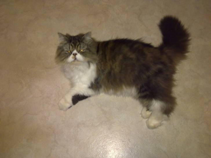 SMOKEY!!! - Mâle (2 ans)