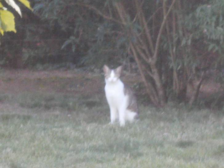 minette -