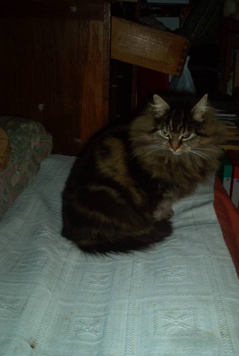 Plumette - (13 ans)