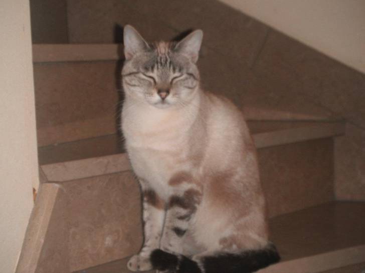 ezzo - Mâle (3 ans)
