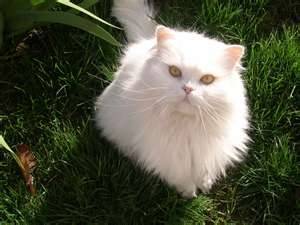 Felina - Mâle (2 ans)