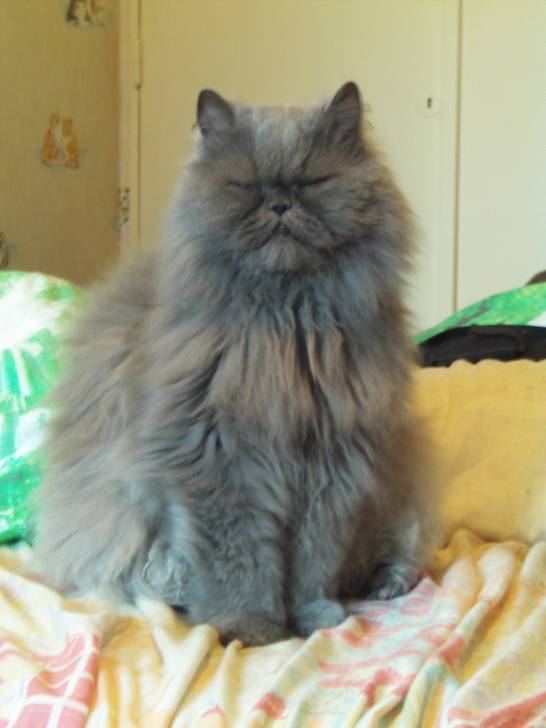 Roméo - Mâle (12 ans)