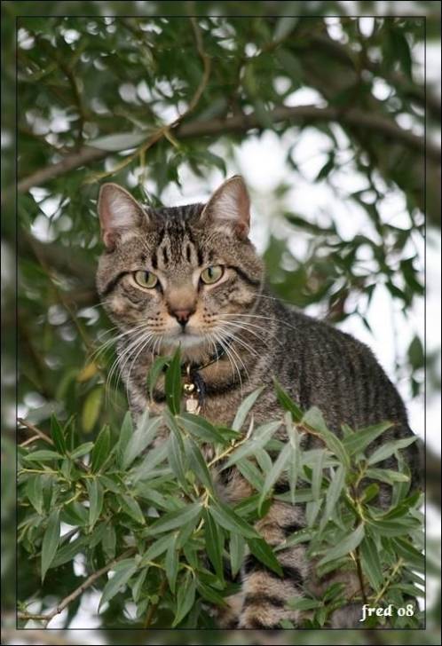 Bastiol - Mâle (2 ans)