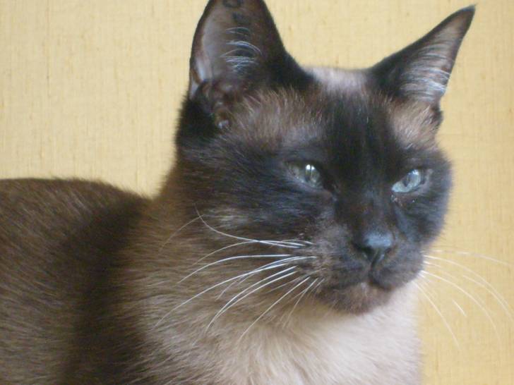 CANAILLOU - (12 ans)