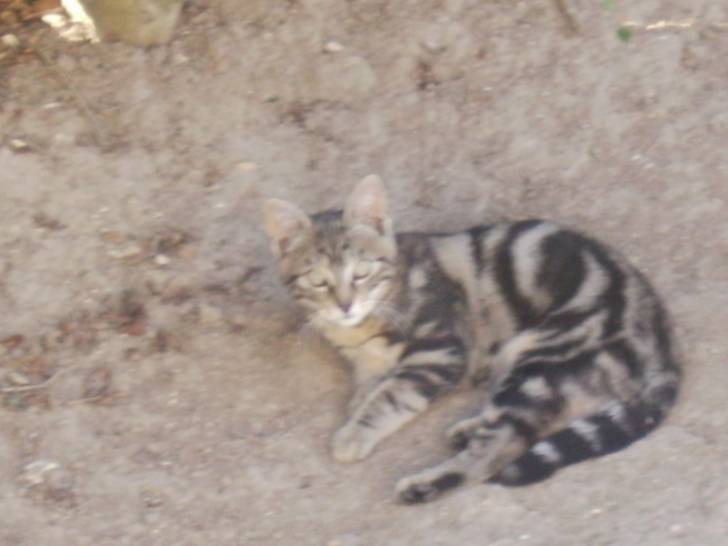 Tigrounette - (4 ans)