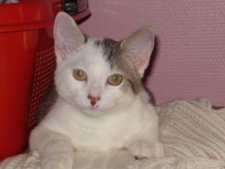 felix - Mâle (2 ans)