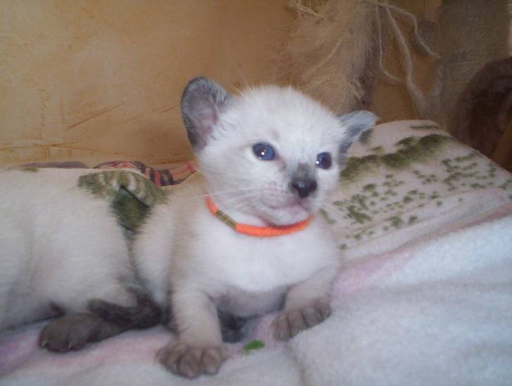 Helma -