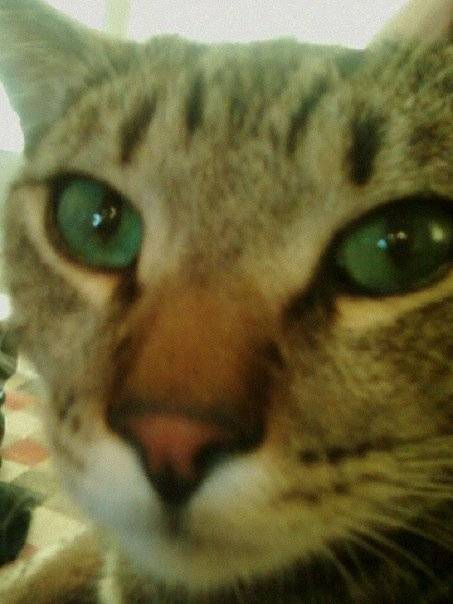 Simba - Mâle (3 ans)