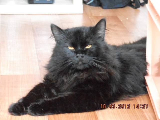 Spocky - Mâle (2 ans)