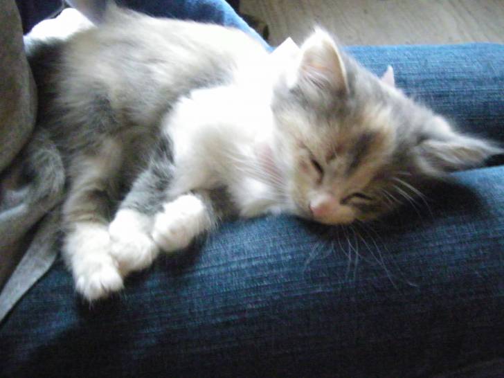 bélinda mon minou à moi ! - (8 mois)