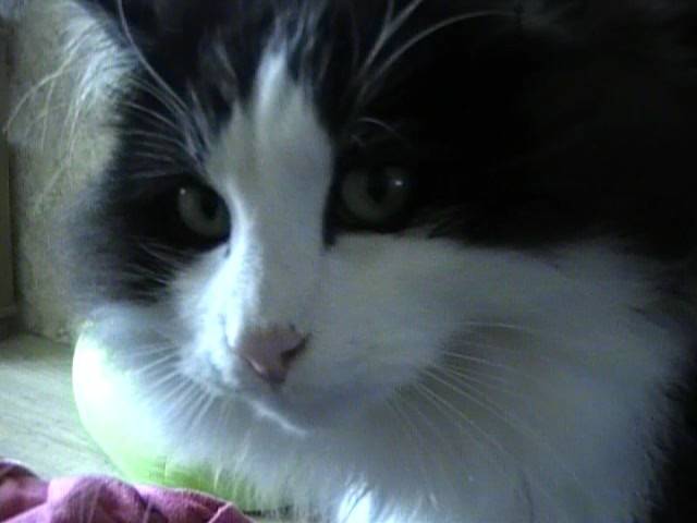 mon chat cola ! - Mâle (2 ans)