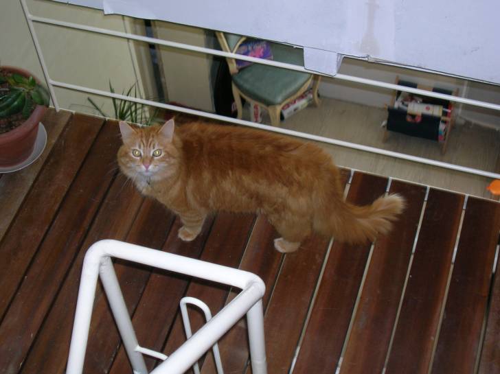 mady - Mâle (7 ans)