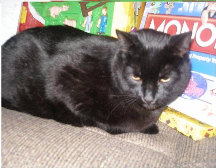 Big Papa - Mâle (8 ans)