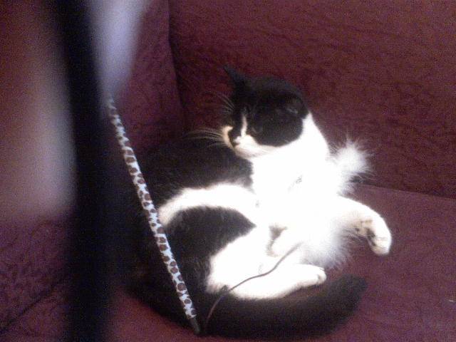 Zorro - Mâle (5 ans)
