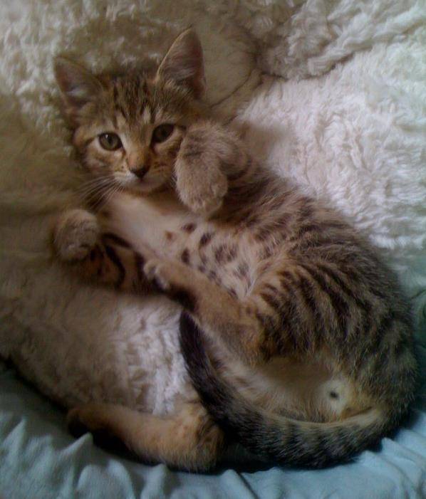 Cutie - (5 mois)